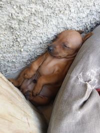 Close-up of dog sleeping on bed