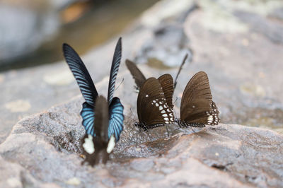 Close-up of butterfly on rock