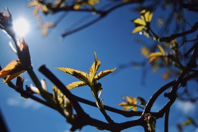 Low angle view of tree against sky