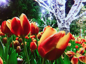 Close-up of tulips blooming outdoors