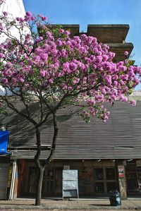 Pink cherry blossom by tree against building