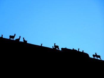 Low angle view of silhouette birds perching against clear blue sky