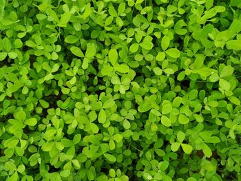 Full frame shot of leaves