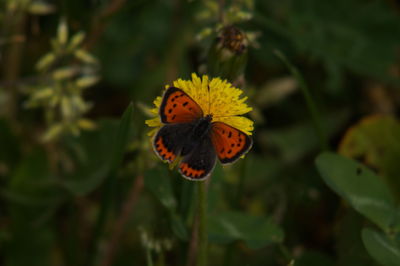 Close-up of butterfly pollinating on flower