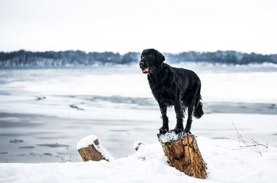 Dog on snow covered land