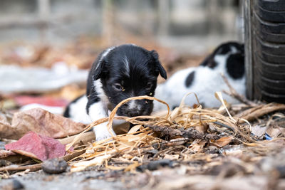 Close-up of puppy