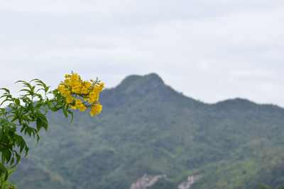 Close-up of yellow flowering plant against sky