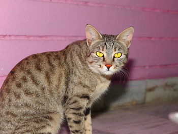 Portrait of tabby cat against wall