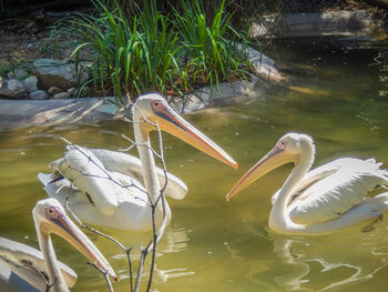 Swan swimming in lake