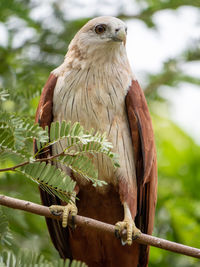 Close-up of eagle perching on wooden post