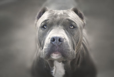 American bully 