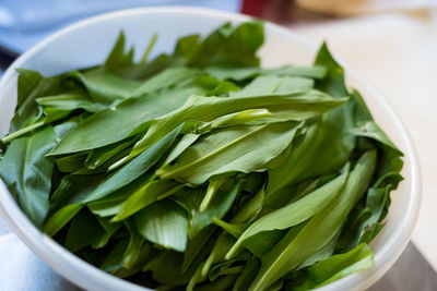 High angle view of green leaves in bowl