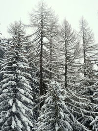 Pine trees in forest during winter