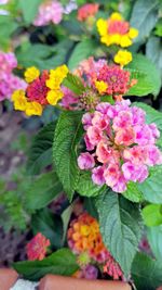 Close-up of fresh pink flowers blooming outdoors