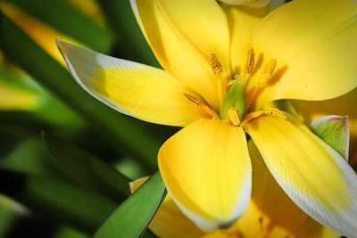 Macro of the dasystemon tarda tulip flower.