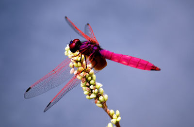 Close-up of dragonfly on twig