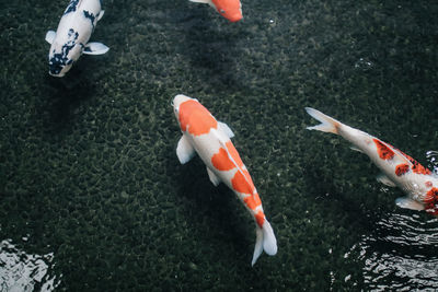 High angle view of fish swimming in sea