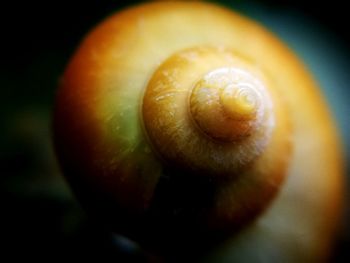 Close-up of snail