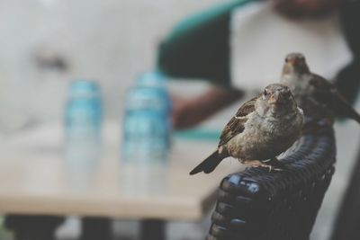 Close-up of sparrows perching on back of chair