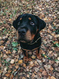 Rottweiler in the woods