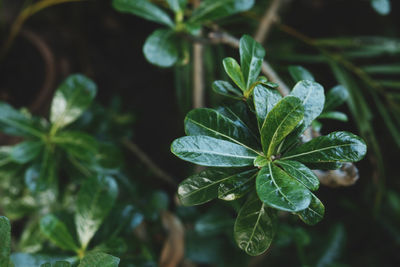 Close-up of wet plant leaves