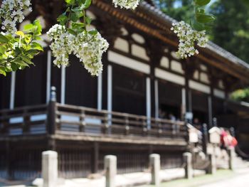 Flowering plant by building against wall