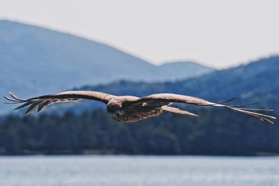 Close-up of bird flying over mountain against sky