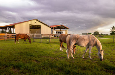 Horses grazing in a field