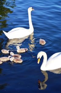 High angle view of swans swimming in lake