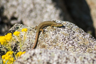 Close-up of lizard on rock