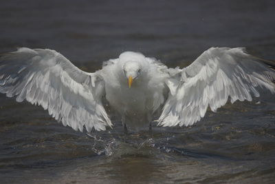 High angle view of birds flying over lake