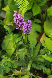 Close-up of purple flowering plants