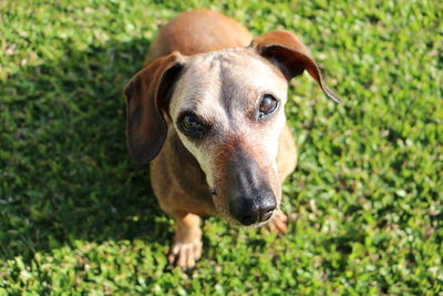 Close-up portrait of dog standing on grass