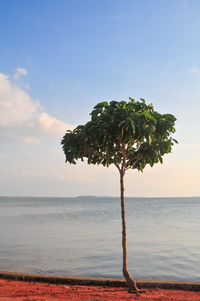 Tree by sea against sky