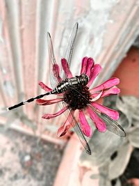 Macro shot of pink flower
