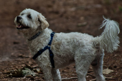 Dog standing on field