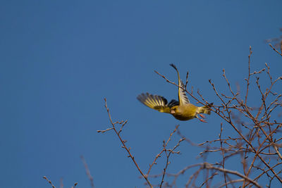 Low angle view of bird flying against blue sky