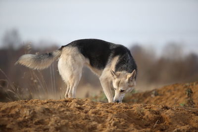 Side view of a dog on field