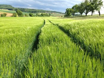 Scenic view of agricultural field against sky