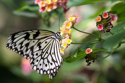 Close-up of butterfly on flowers