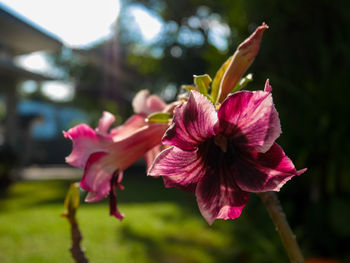 Close-up of pink flowering plant