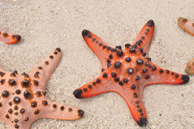 High angle view of crab on sand