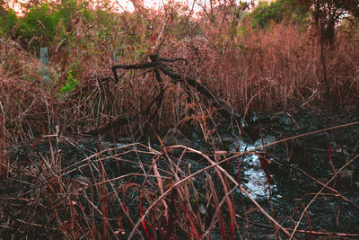 Bare trees in forest