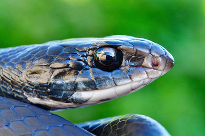 Close-up of turtle