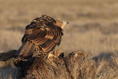 Close-up of eagle perching on a field