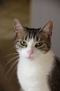 Close-up portrait of tabby cat