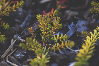 High angle view of plants
