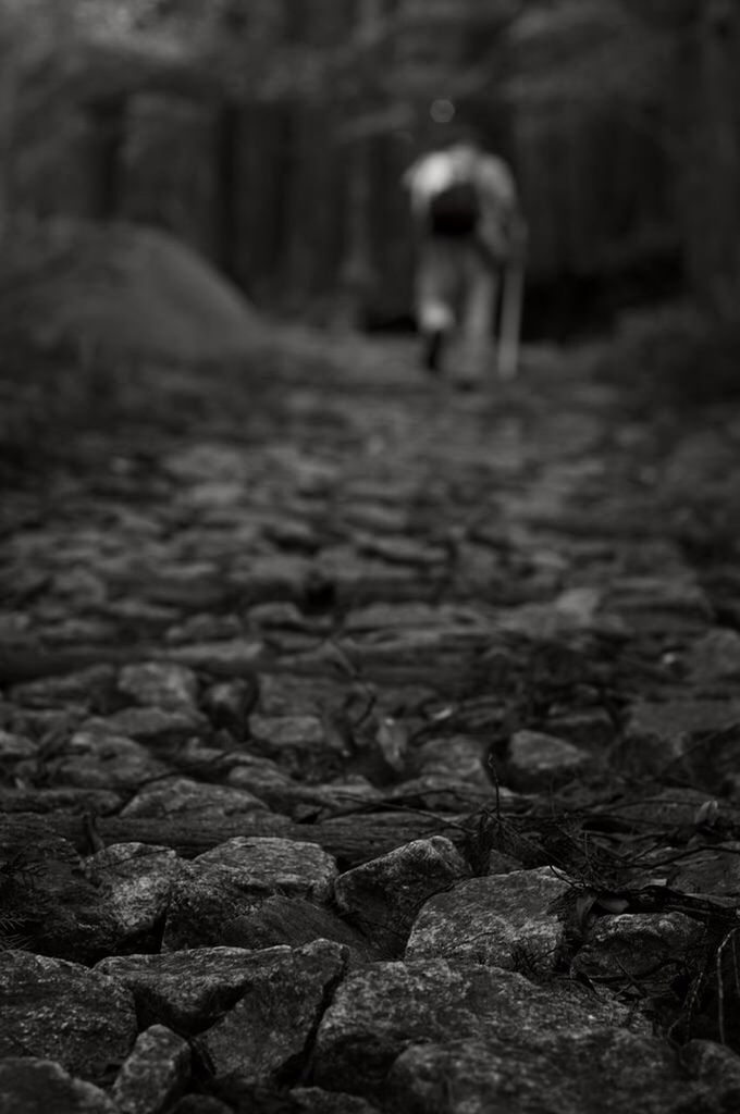 rock - object, nature, the way forward, rock, selective focus, stone, tranquility, textured, day, outdoors, rock formation, surface level, no people, animal themes, landscape, non-urban scene, tranquil scene, stone - object, wildlife, focus on foreground