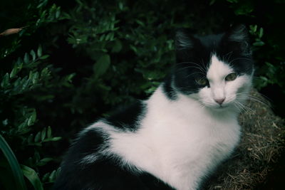 Close-up portrait of a cat