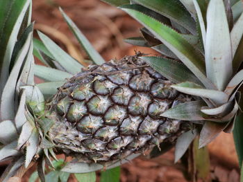 Close-up of fruit growing on plant